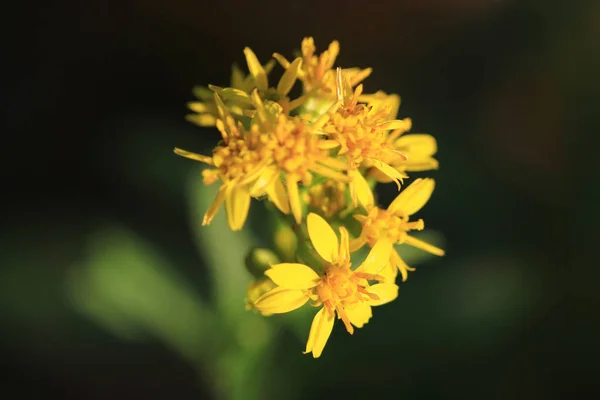 Żółty Kwiat Natura Ogród Drzwi — Zdjęcie stockowe