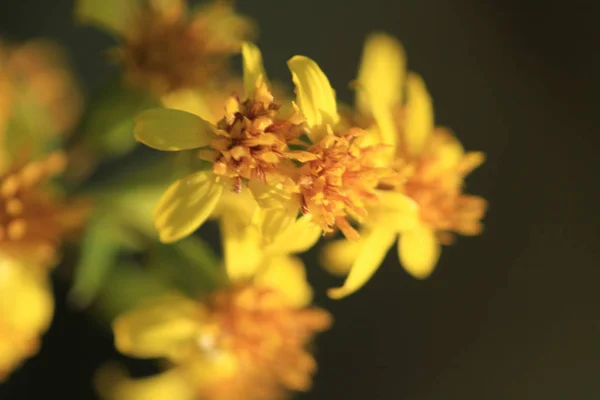 Żółty Kwiat Natura Ogród Drzwi — Zdjęcie stockowe