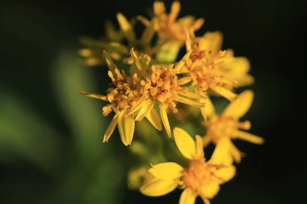Flor Amarilla Jardín Naturaleza Aire Libre —  Fotos de Stock