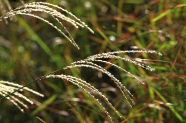 Doğa vieww ülke parkta bitkilerin