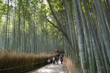 Japonya, Arashiyama, Kyoto bambu ormanında