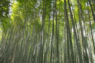 Japonya, Arashiyama, Kyoto bambu ormanında