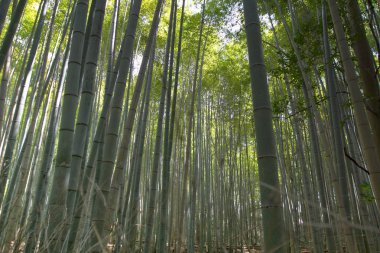 Japonya, Arashiyama, Kyoto bambu ormanında