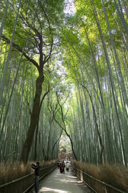 Japonya, Arashiyama, Kyoto bambu ormanında
