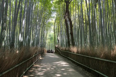 Japonya, Arashiyama, Kyoto bambu ormanında