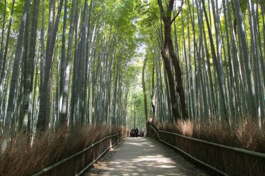 Japonya, Arashiyama, Kyoto bambu ormanında