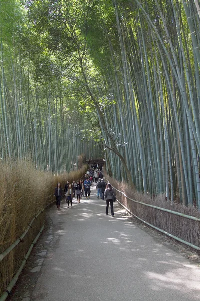 Ένα Δάσος Μπαμπού Στο Κιότο Της Ιαπωνίας Arashiyama — Φωτογραφία Αρχείου