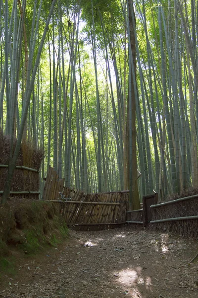 Bosque Bambú Japón Arashiyama Kioto —  Fotos de Stock