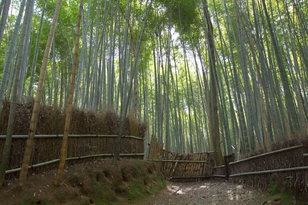 Japonya Arashiyama Kyoto Bambu Ormanında — Stok fotoğraf
