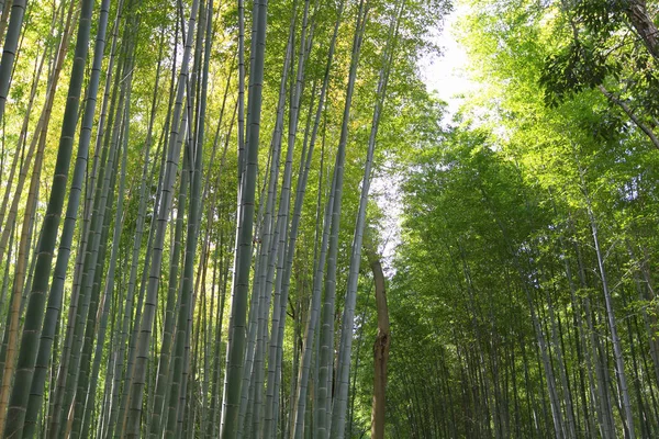 Bambusový Les Japonsku Arashiyama Kjóto — Stock fotografie