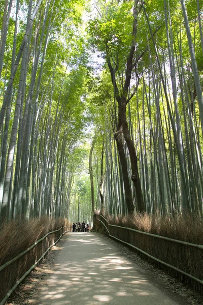 日本的竹林 — 图库照片