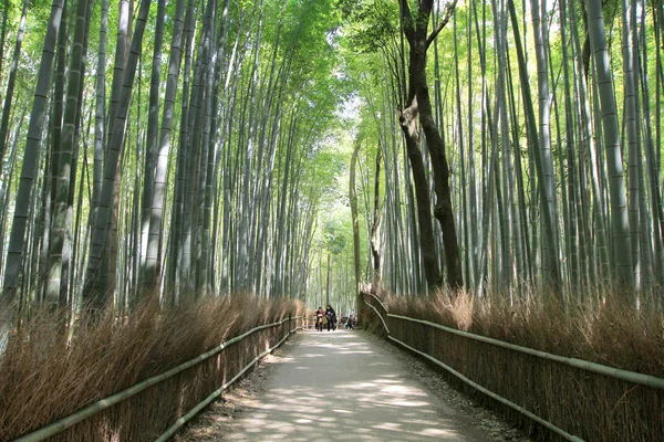 Uma Floresta Bambu Japão Arashiyama Kyoto — Fotografia de Stock