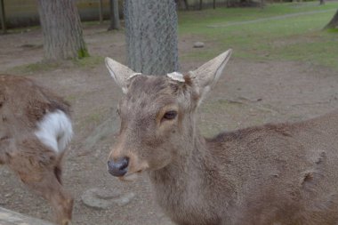 bir geyik Nara Parkı, nara Japonya