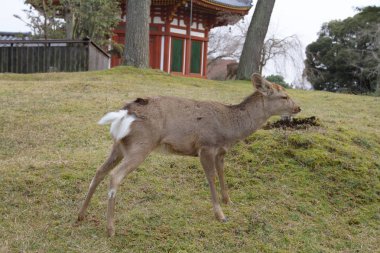 ücretsiz Japonya dolaşıp Nara bir geyikler.
