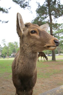 ücretsiz Japonya dolaşıp Nara bir geyikler.