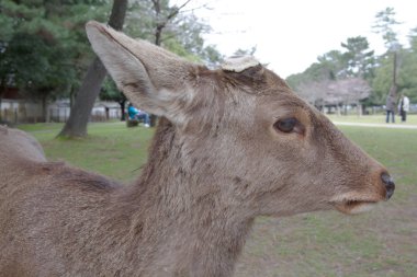 ücretsiz Japonya dolaşıp Nara bir geyikler.