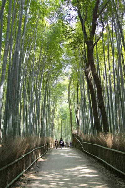 Ένα Δάσος Μπαμπού Στο Κιότο Της Ιαπωνίας Arashiyama — Φωτογραφία Αρχείου
