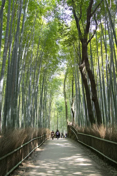 Bosque Bambú Japón Arashiyama Kioto —  Fotos de Stock