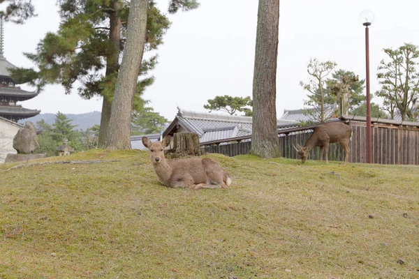 奈良県奈良公園の鹿 — ストック写真