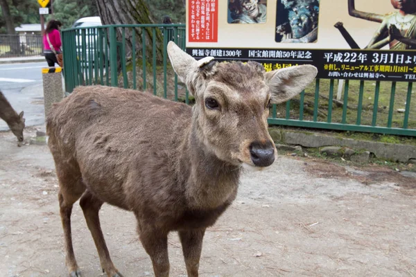 Ciervo Nara Park Nara Japón —  Fotos de Stock