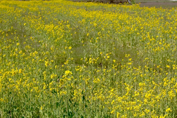 農業分野でクロタラリア条件の開花 — ストック写真