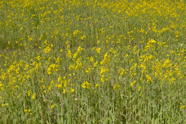 農業分野でクロタラリア条件の開花 — ストック写真