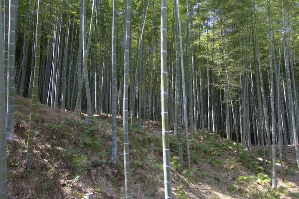 Bambus Lesní Krajina Pohled Arashiyama Kjóto — Stock fotografie