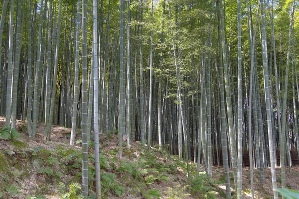 Bambus Lesní Krajina Pohled Arashiyama Kjóto — Stock fotografie