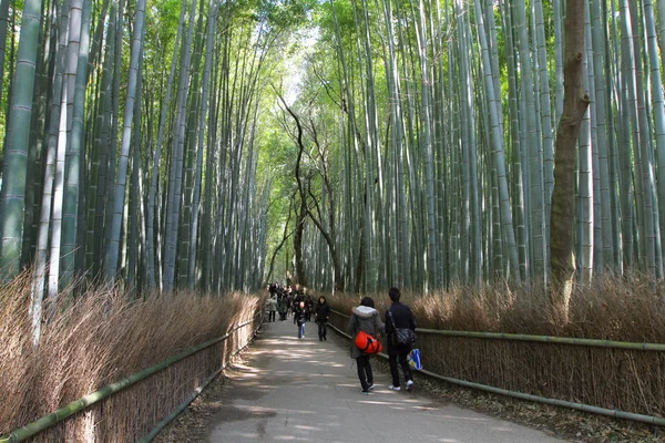 Μια Θέα Τοπίο Στο Δάσος Μπαμπού Στο Arashiyama Κιότο — Φωτογραφία Αρχείου