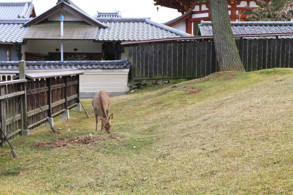 無料日本を放浪奈良の鹿 — ストック写真