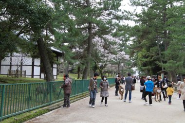 Nara, Japonya bahar Kofukuji