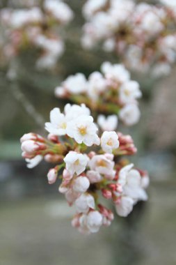 Grup Çiçeği Sakura Japonya, Kyoto