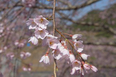 pembe çiçekler çiçek açması kiraz dal üzerinde