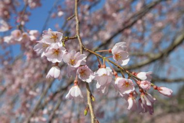 pembe çiçekler çiçek açması kiraz dal üzerinde