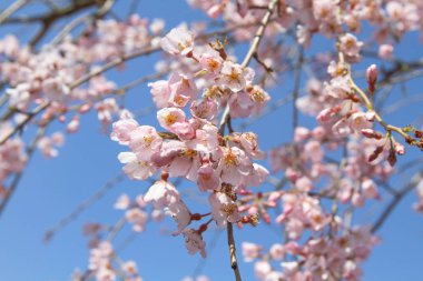 pembe çiçekler çiçek açması kiraz dal üzerinde