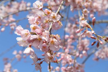 pembe çiçekler çiçek açması kiraz dal üzerinde