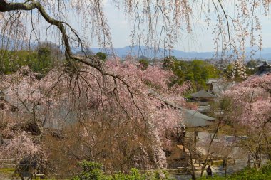 Bahar bahçe Tenryu ji depo içinde toplayan