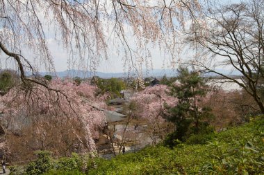 Bahar bahçe Tenryu ji depo içinde toplayan