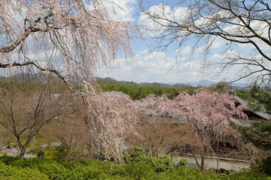Bahar bahçe Tenryu ji depo içinde toplayan