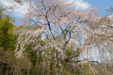 Bahar bahçe Tenryu ji depo içinde toplayan