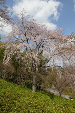 Bahar bahçe Tenryu ji depo içinde toplayan