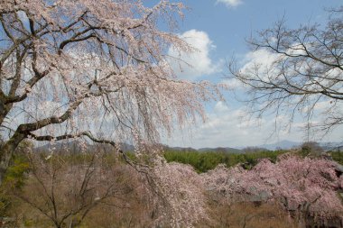 Bahar bahçe Tenryu ji depo içinde toplayan