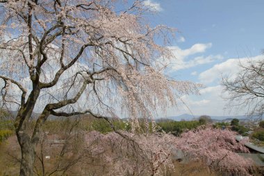 Bahar bahçe Tenryu ji depo içinde toplayan