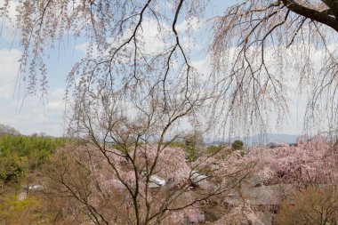 Bahar bahçe Tenryu ji depo içinde toplayan