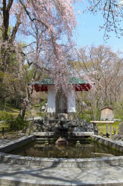 bir zen Bahçe Tenryu ji Kyoto, Japonya