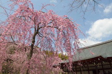 Tapınak Tenryu ji, Kyoto Japon Bahçesi