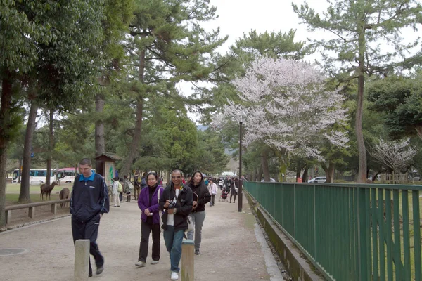 Nara Japonya Bahar Kofuku — Stok fotoğraf