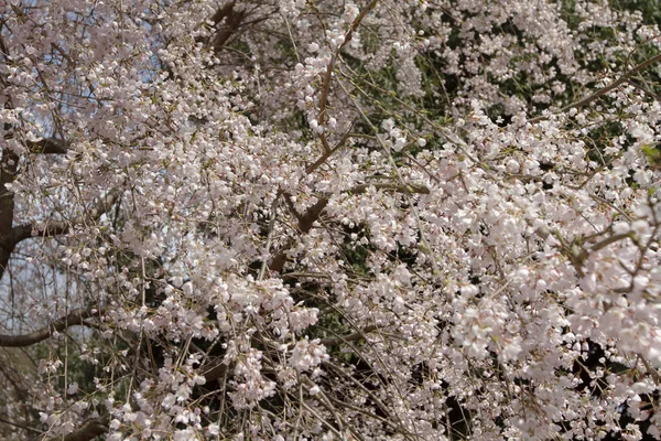 Grupo Blossom Sakura Japão Kyoto — Fotografia de Stock