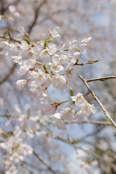 集团樱花在日本 — 图库照片