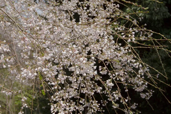 Csoport Blossom Sakura Kyoto Japán — Stock Fotó